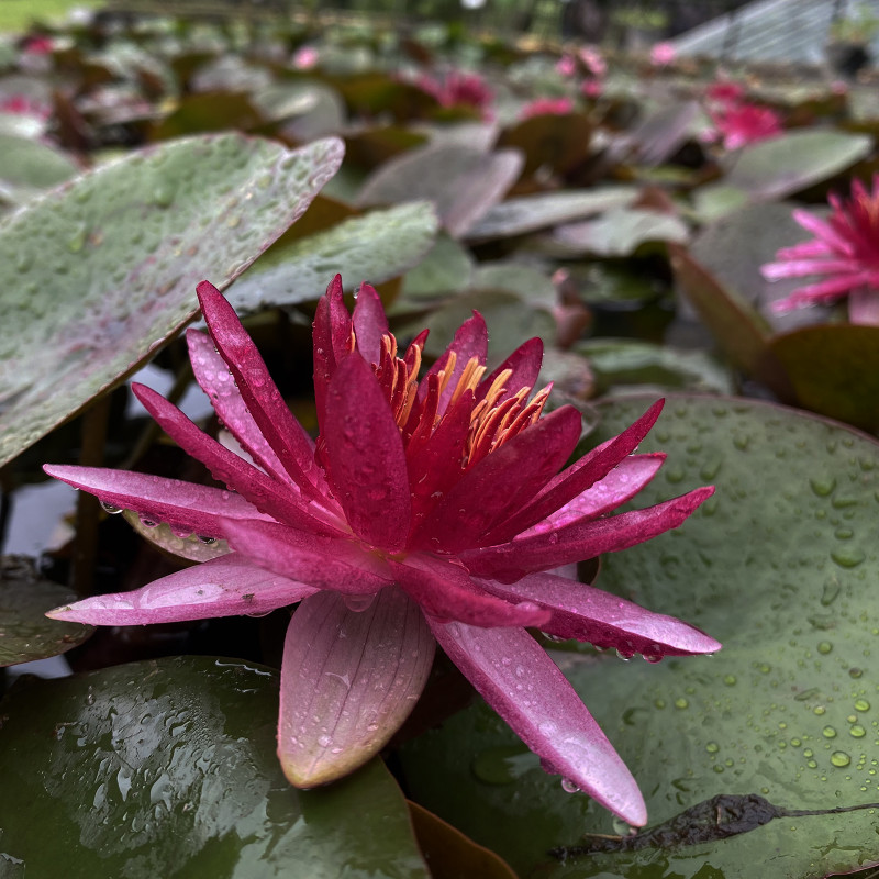 Nymphaea 'perry's red star' - nénuphar mature en racines nues