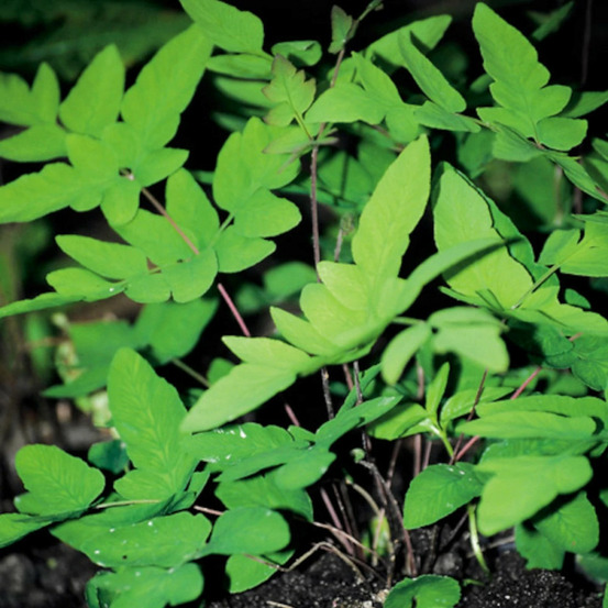 Osmonde royale purpurascens lot de 5 godets