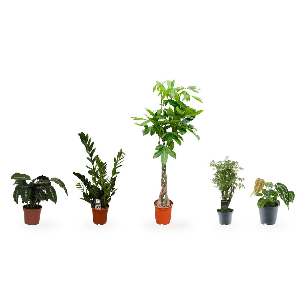 Pachira tronc tressé & le coin bureau complet — lot de 5 plantes