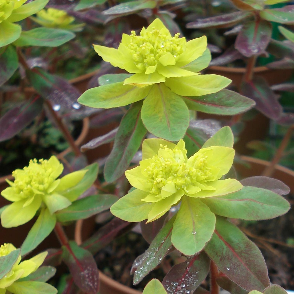 Euphorbe polychrome 'bonfire' godet de 8/9 cm