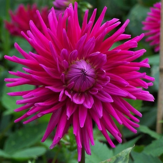 Dahlia gpe cactus 'orfeo' bulbe calibre i