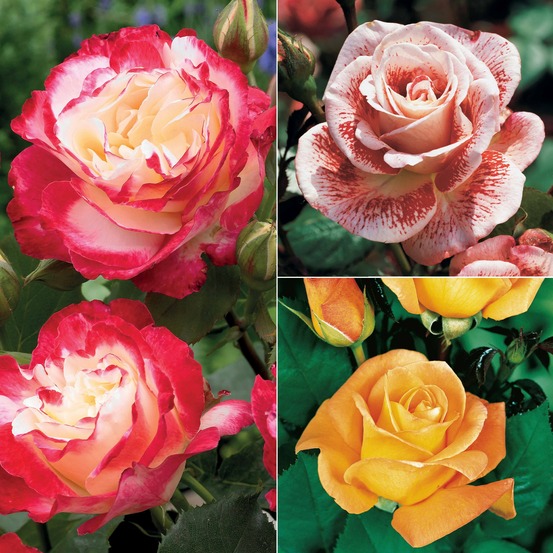 Collection de 3 rosiers buissons : famosa, whisky, double delight - le paquet de 3 racines nues / 3+ branches