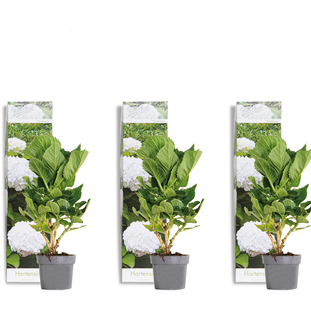 Hydrangea macrophylla wudu - hortensia - hortensia commun - plantes de jardin - rustique - 20-30 cm