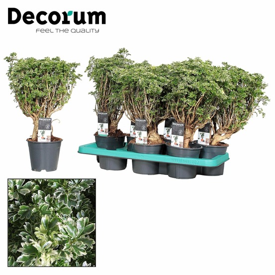 Polyscias hawaiiana ming doré bonsai (decorum) - h40 cm - ø14 cm