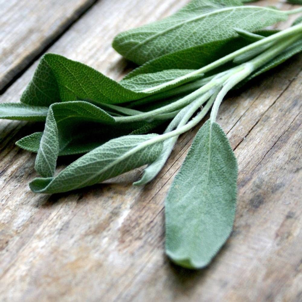Graines de sauge officinale - vilmorin sachet