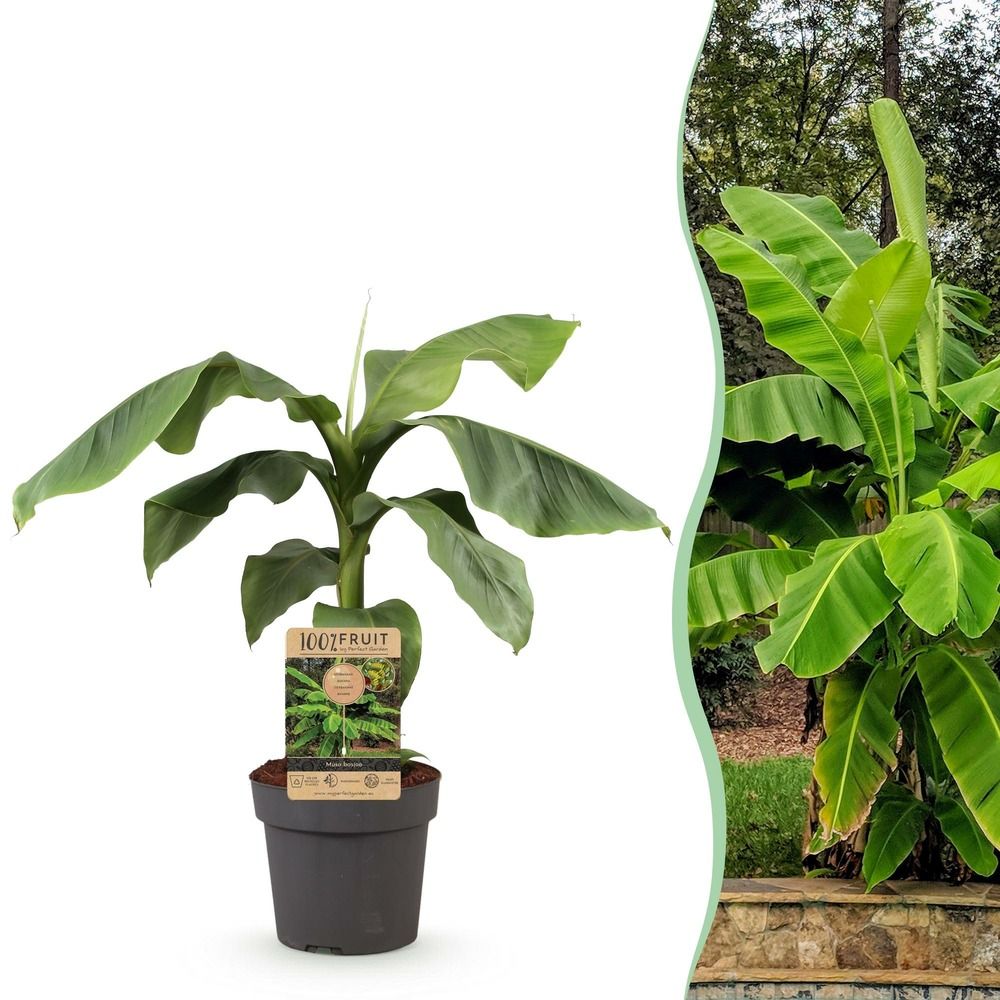 Bananier rustique - pot 21 cm - hauteur 90 cm