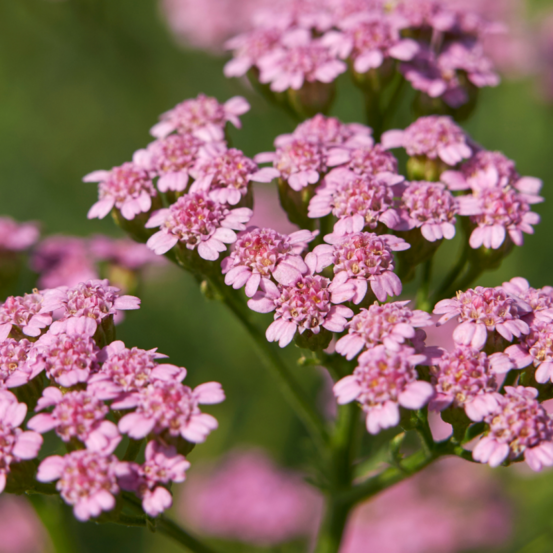 Achillée millefolium lilac beauty - 10 cm godet de 9 cm - rose