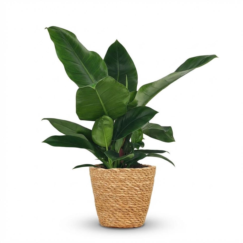Philodendron - philodendron imperial green - pot de 19cm - hauteur 65cm