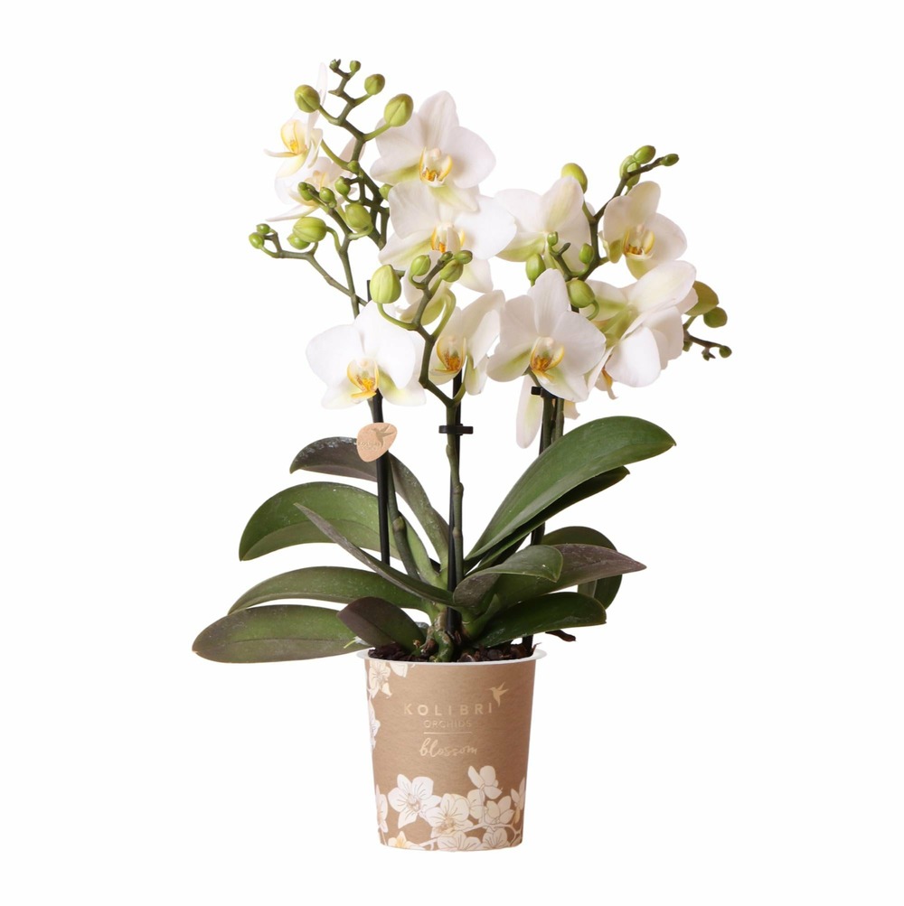 Orchidée blanche - ø9cm - plante d'intérieur 35cm - plante d'intérieur