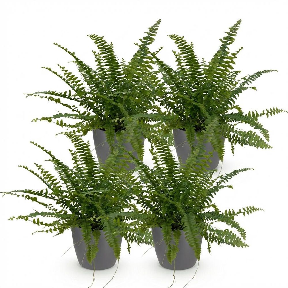 Nephrolepsis exaltata green lady - pet-friendly - pot de 12cm - hauteur 25-30cm