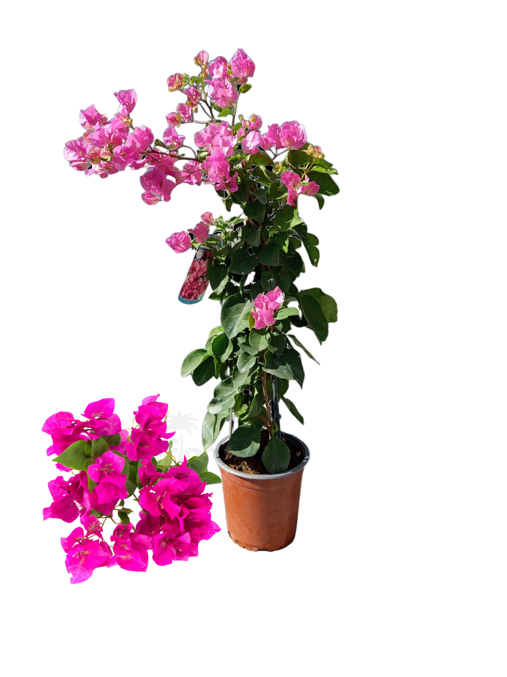 Bougainvillier rose (bougainvillea) plante grimpante méditerranéenne en pot hauteur 40 à 60 cm
