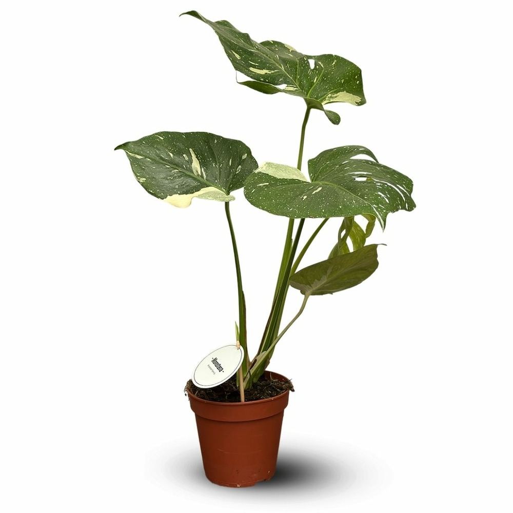 Monstera variegata thai constellation - plante trouée - purificateur d'air - ↕ 60-70 cm - ⌀ 16 cm - plante d'intérieur