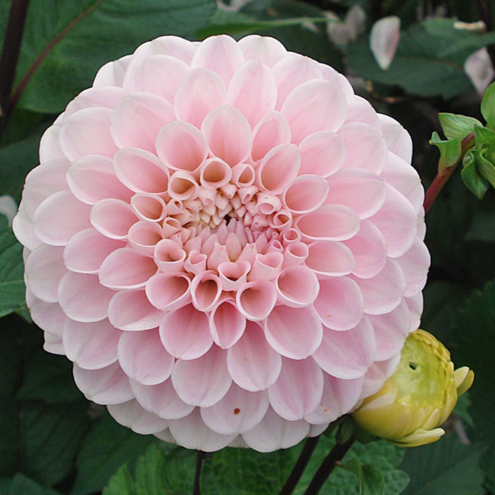 Dahlia pompon 'wizard of oz' bulbe calibre i