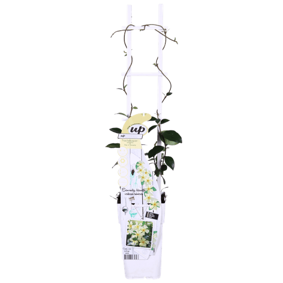 Lot de 2 - trachelospermum 'star of toscana' - h65 cm - ø15 cm