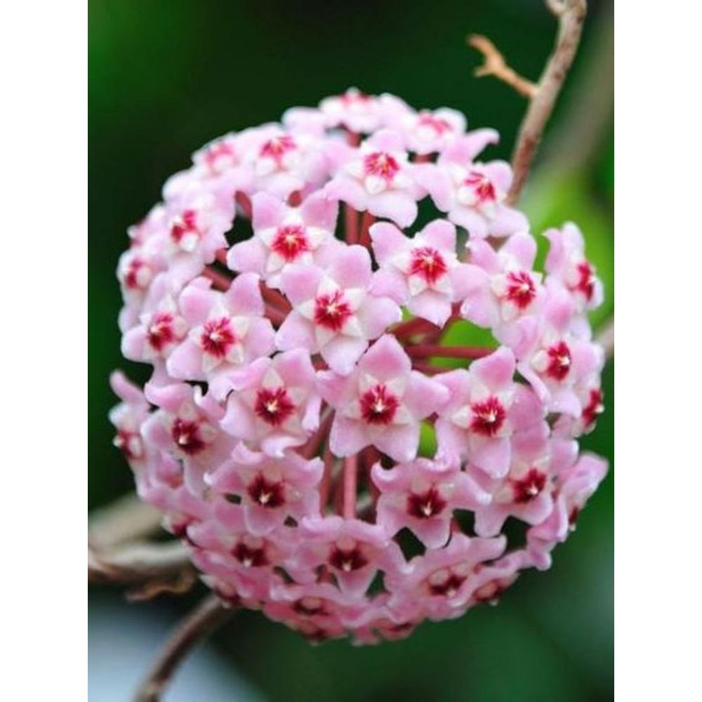 Hoya compacta mauna loa - pot de 6cm