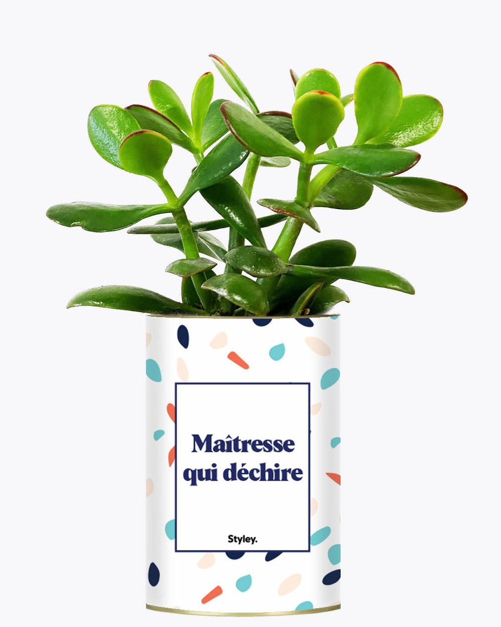 Plante facile à entretenir - maîtresse qui déchire - cactus