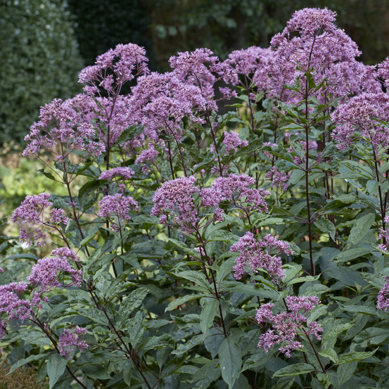 Eupatoire maculée phantom - le pot / ø 9cm