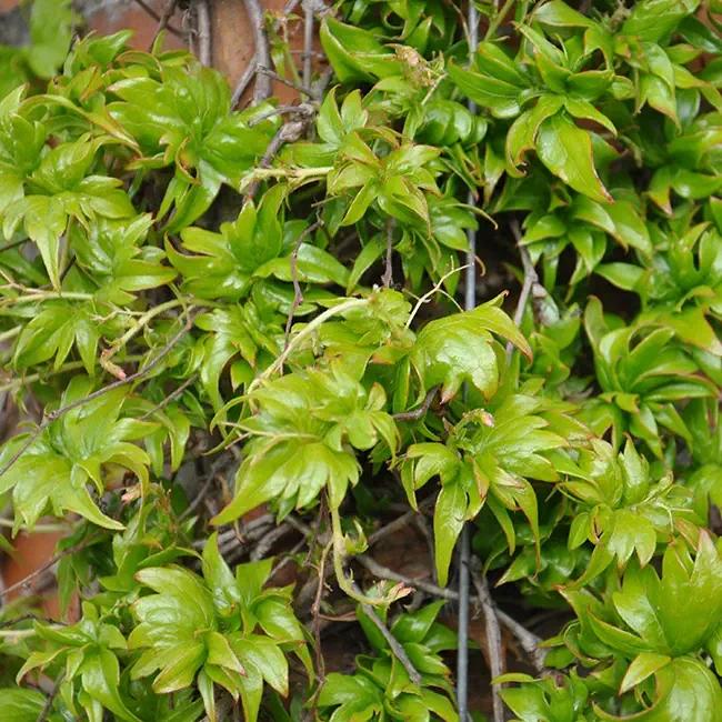 Vigne vierge tricuspidata 'lowii' - parthenocissus tricuspidata 3l