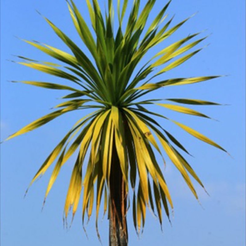 3 cordylines 'indivisia'