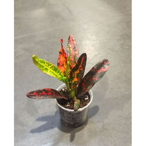 Croton - codiaeum red batik d. 8cm h. 20cm - plante d'intérieur