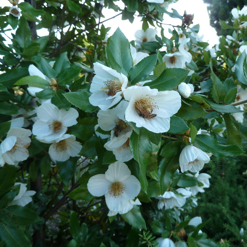 Eucryphia 'rostrevor' pot de 3l/4l