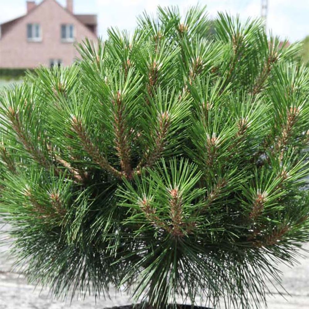 Pin noir d'autriche 'pierrick brégéon' pot de 2l/3l