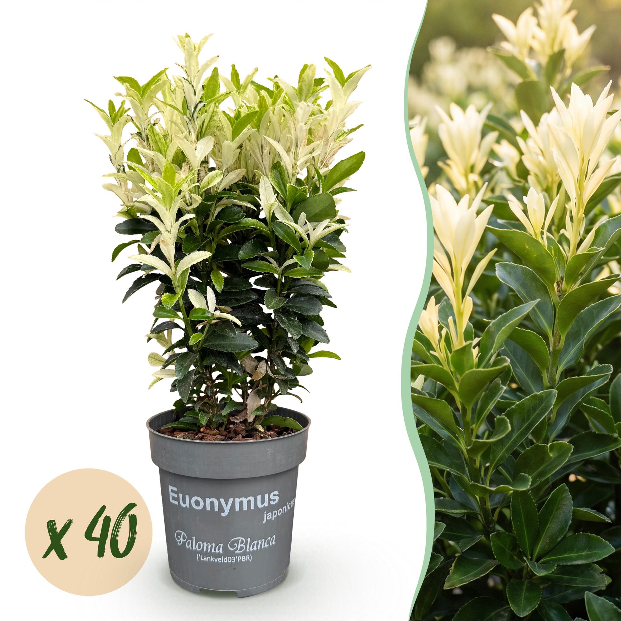 Fusain paloma blanca - lot de 40 - pot 9 cm - hauteur 20-30 cm