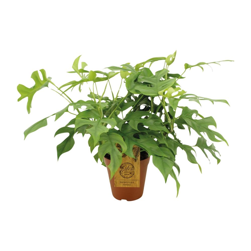 Monstera minima - ø15cm - ↕25cm - plantes d'intérieur