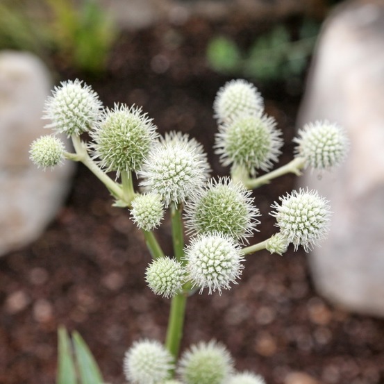 Eryngium à feuilles de yucca godet de 8/9 cm