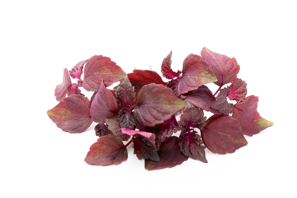 Sachet de graines de perilla rouge (shiso) - sachet de 0,5 grammes - petite entreprise française