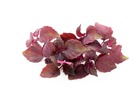 Sachet de graines de perilla rouge (shiso) - sachet de 0,5 grammes - petite entreprise française