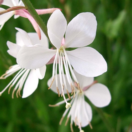 Gaura lindheimeri 'snowstorm' pot de 2l/3l