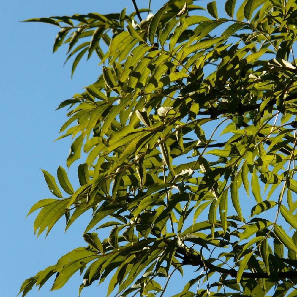 Frêne d'australie raywood, fraxinus pot de 15l - tige 10/12 - haut. 150/175 cm