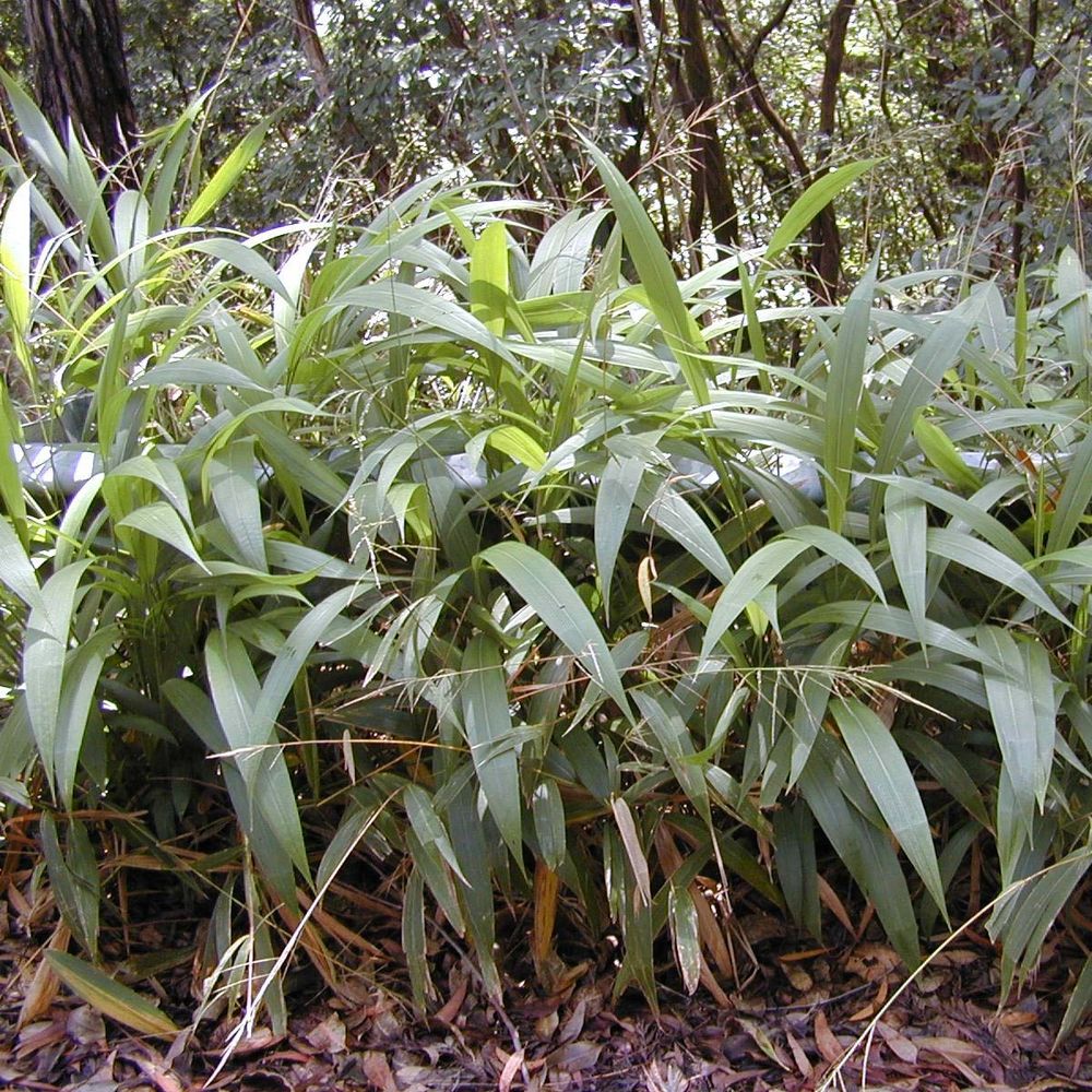 Herbe-palmier pot de 2l/3l