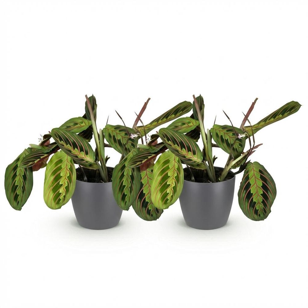 Maranta fascinator tricolour - pet-friendly - pot de 12cm - hauteur 25cm