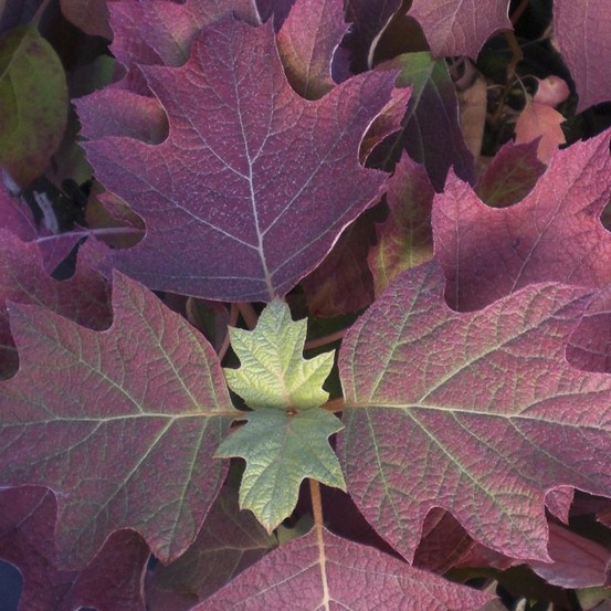 Hortensia à feuilles de chêne 'applause' pot de 4l/5l