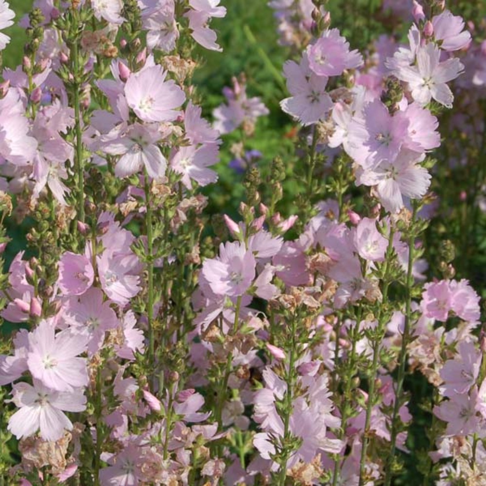 Sidalcea 'elsie heugh' godet de 8/9 cm