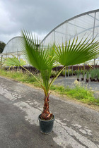 Palmier du mexique 1 tronc-15l - 15l