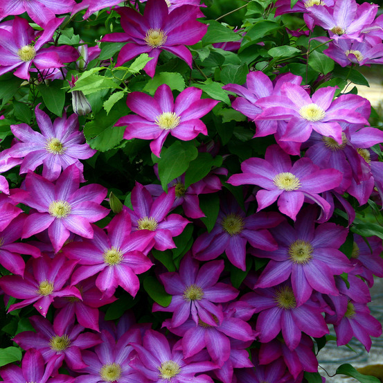 Clématite 'pink champagne' pot de 2l/3l