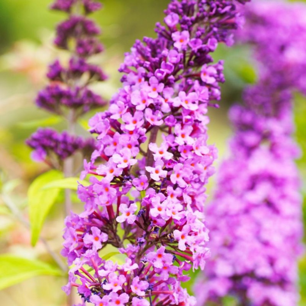 ARBRE A PAPILLONS GF H20A40-(766596)