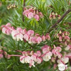 Grevillea rosmarinifolia ' jenkinsii':  conteneur 7 l (rose)