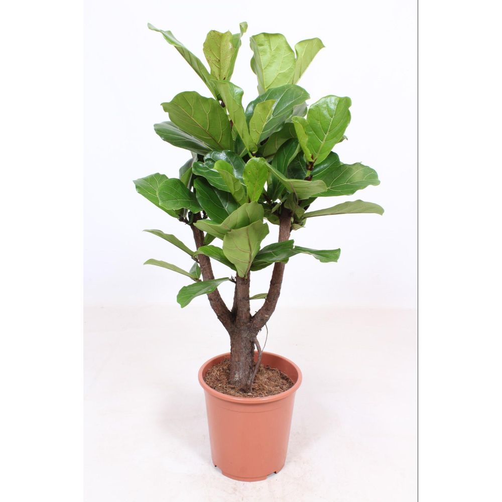 Ficus lyrata ramifié - ø27cm - ↕120cm - plantes d'intérieur