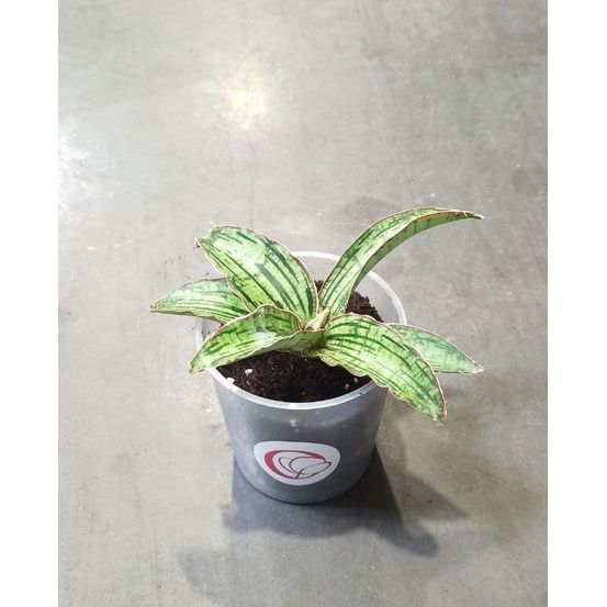 Sansevieria kirkii cleopatra d. 12cm h. 15cm - plante d'intérieur