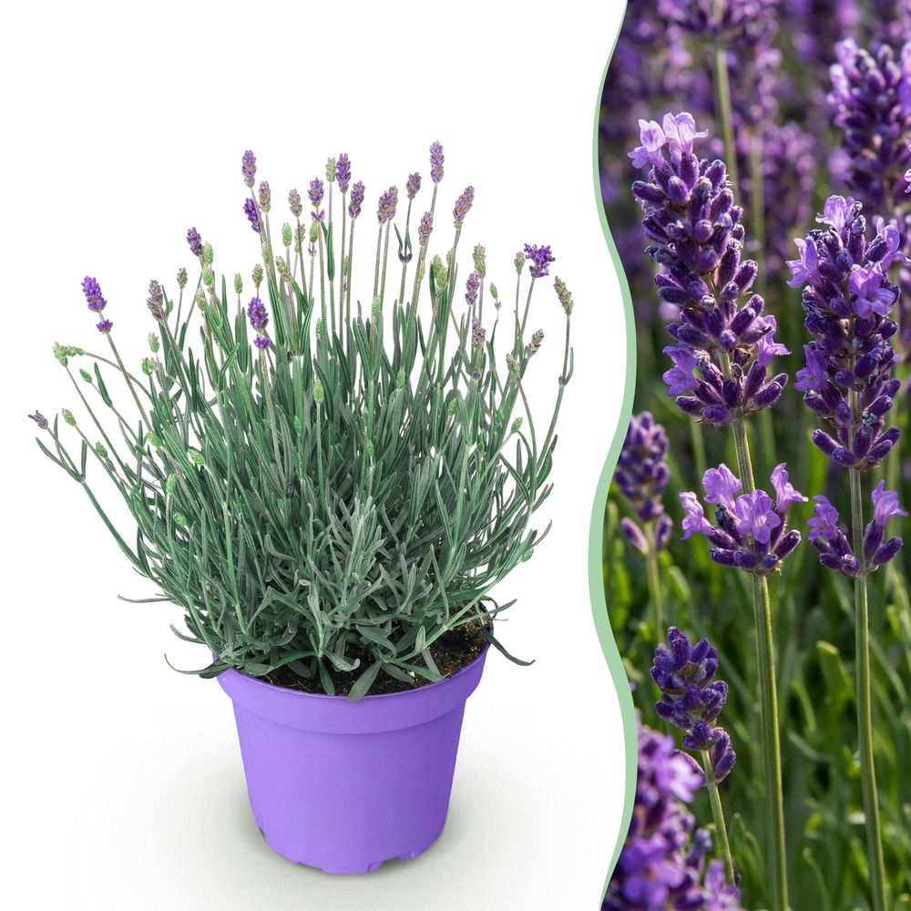 Lavande 'munstead' - pot 12 cm - hauteur 25 cm