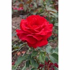 Rosier à grandes fleurs rouge 'Victor Hugo®' Meivestal : en motte
