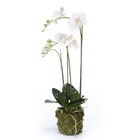 Orchidée phalaenopsis artificielle 70 cm blanc