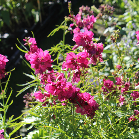 Sidalcea oregana 'brilliant' pot de 2l/3l