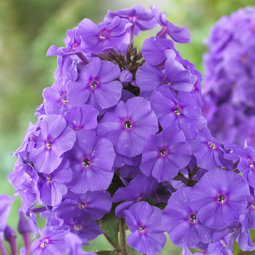 Phlox paniculé amethyst - le paquet de 5 racines nues, vendu par lot de 4