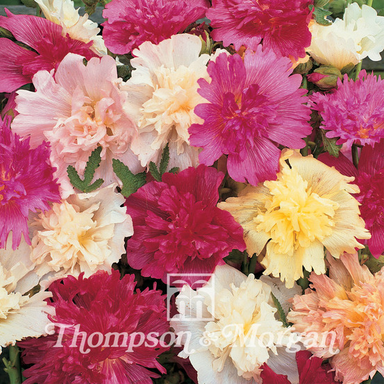 Rose trémière 'rosea ' le sachet de 70 graines environ (1g)