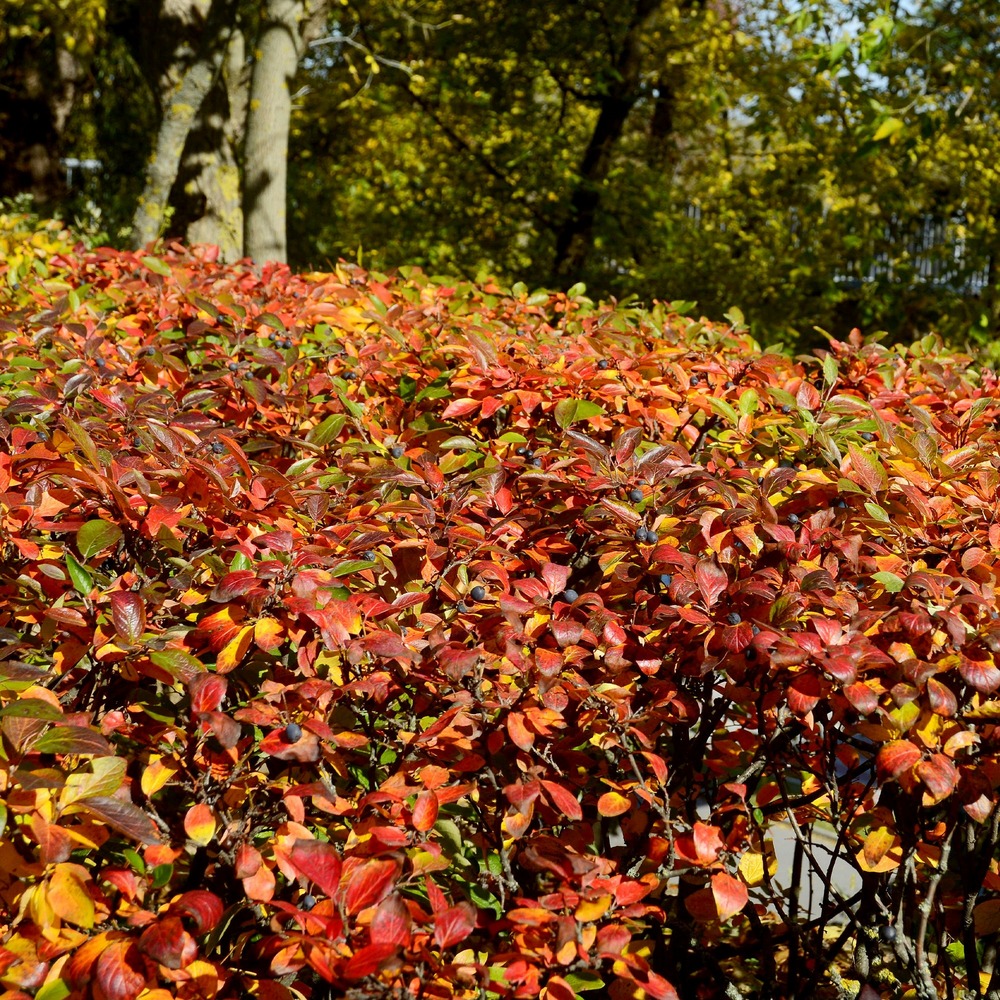 Haie de cotonéasters - le paquet de 5 racines nues / hauteur livrée 30-40cm, vendu par lot de 2